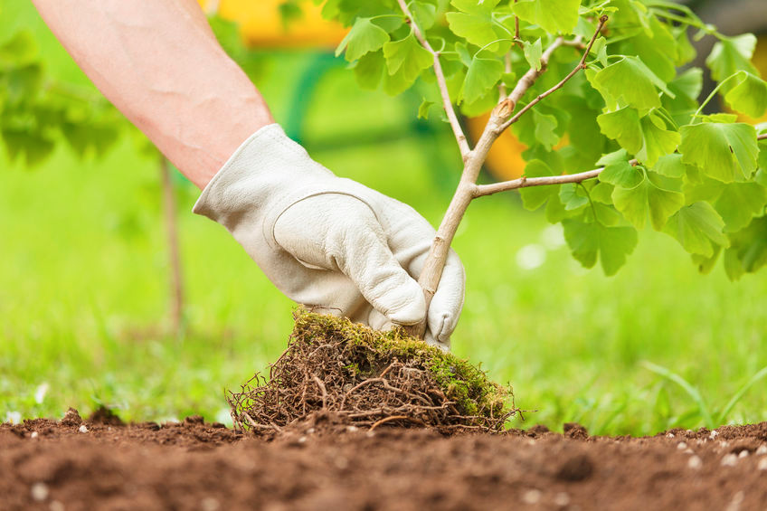 Selecting the Right Plants for Your Yard
